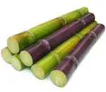 Fresh Sugar Cane Sugarcane Saccharum Officinarum (5lb)