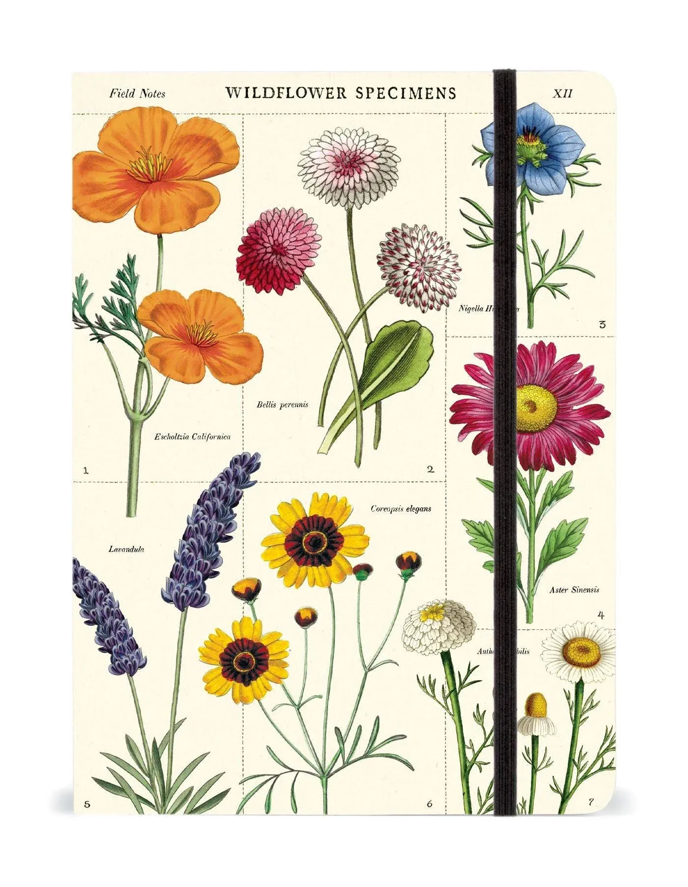 Large Notebook (Wildflowers)