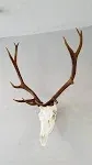 European Skull Mount Hangers for Elk