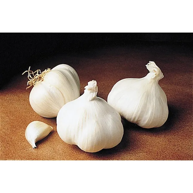 California White Softneck Garlic