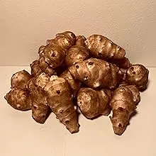 Sunchokes Adama Foods - 2 1/2 pounds (2.5 lbs) for Planting or Eating FEDEX 2day