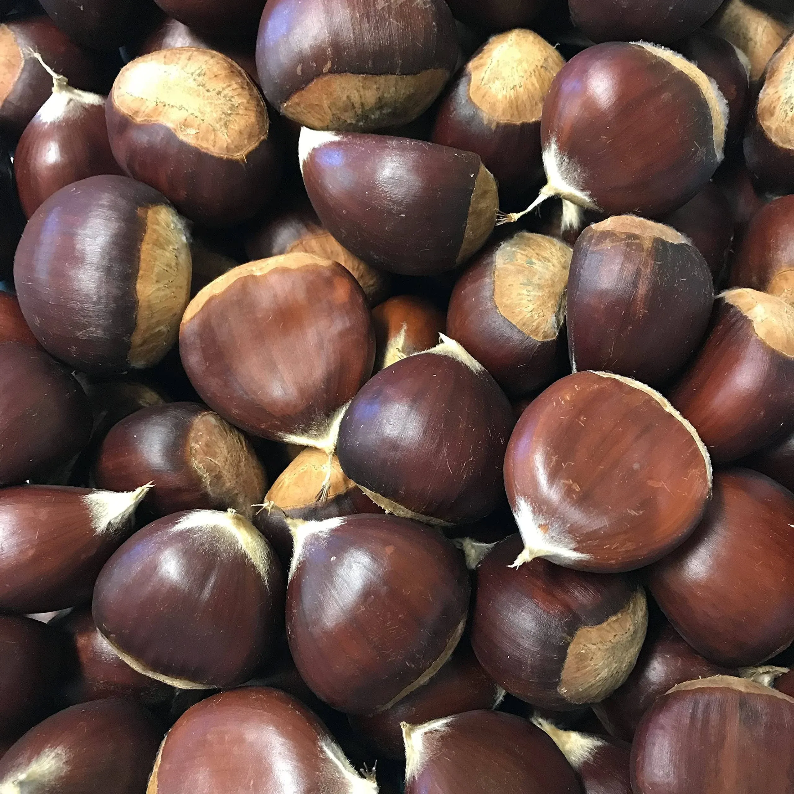 Chestnuts - fresh in the shell - 2 pounds 32 Ounces