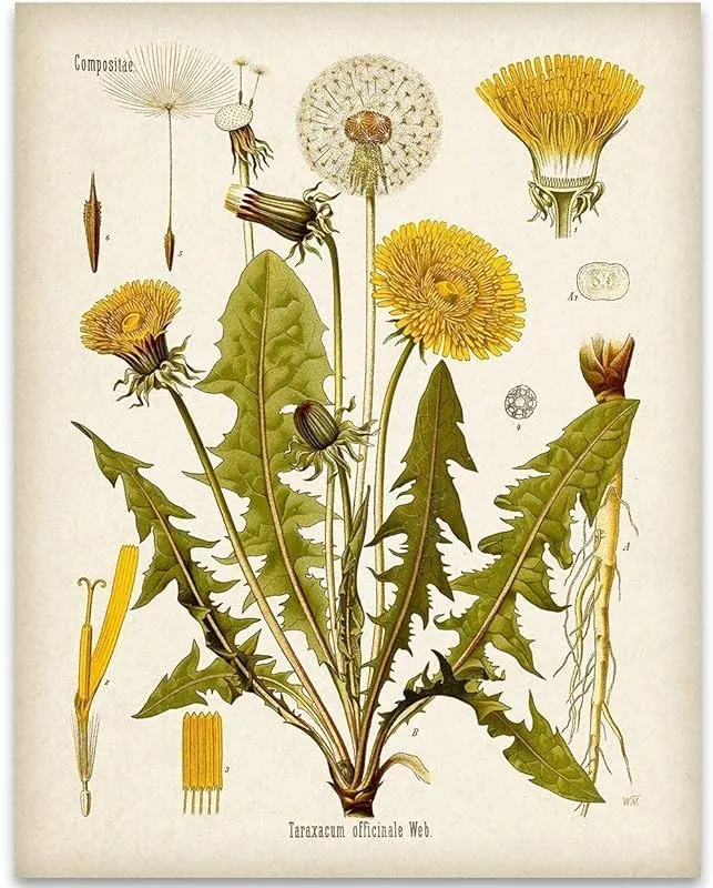 Dandelion Botanical Illustration - 11x14 Unframed Art Print - Great Home Decor and Gift for Gardeners Under $15