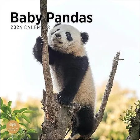 2024 Baby Pandas Monthly Wall Calendar by Bright Day, 12 x 12 Inch Cute White 