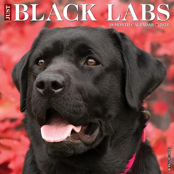 2024 Willow Creek Just Black Labs 12" x 12" Monthly Wall Calendar, Multicolor (32541)