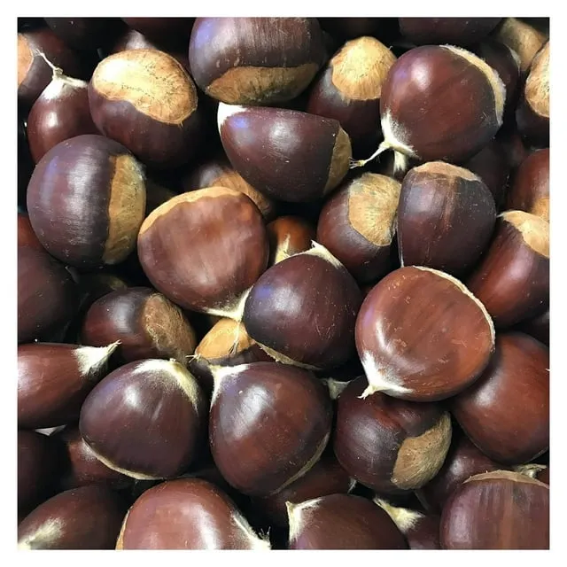 Generic Chestnuts - Fresh in The Shell - 2 Pounds 32 Ounces