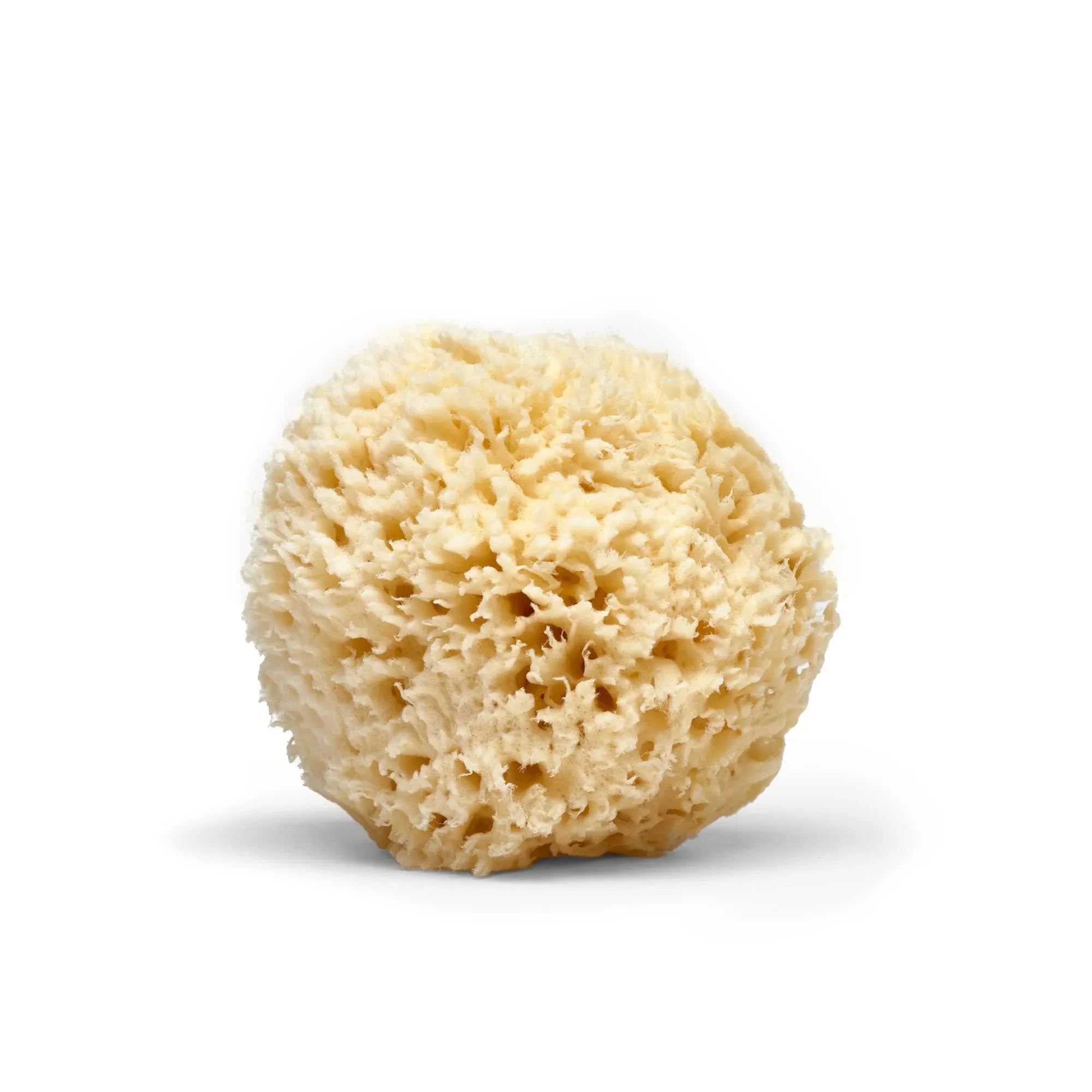 LATHER Natural Sea Wool Sponge 4-6” - Gentle Exfoliating Loofah for Invigorating Spa Experience - Natural Bath Sponge Varies in Size & Shape - Organic Loofah