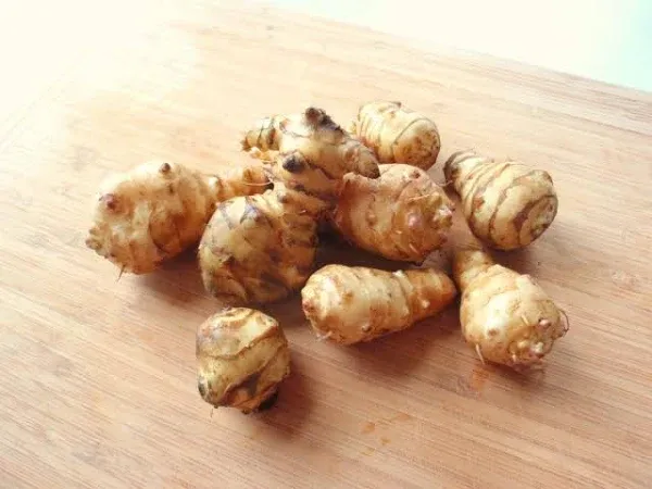 Sophisticate Organic Seeds: 2 LBS: Jerusalem Artichokes Organic Sunchokes/Sunroot ...