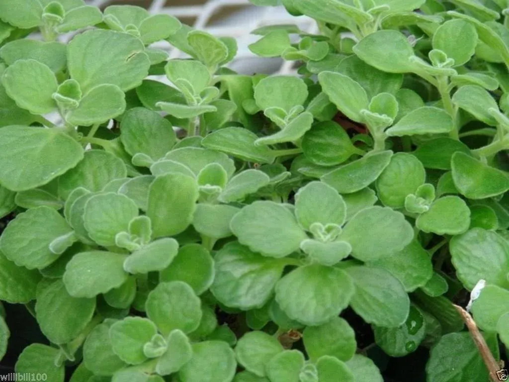 Cuban Oregano Seeds,AKA (Broad Leaf Thyme) Spanish thyme,Mexican Mint,Hung chanh