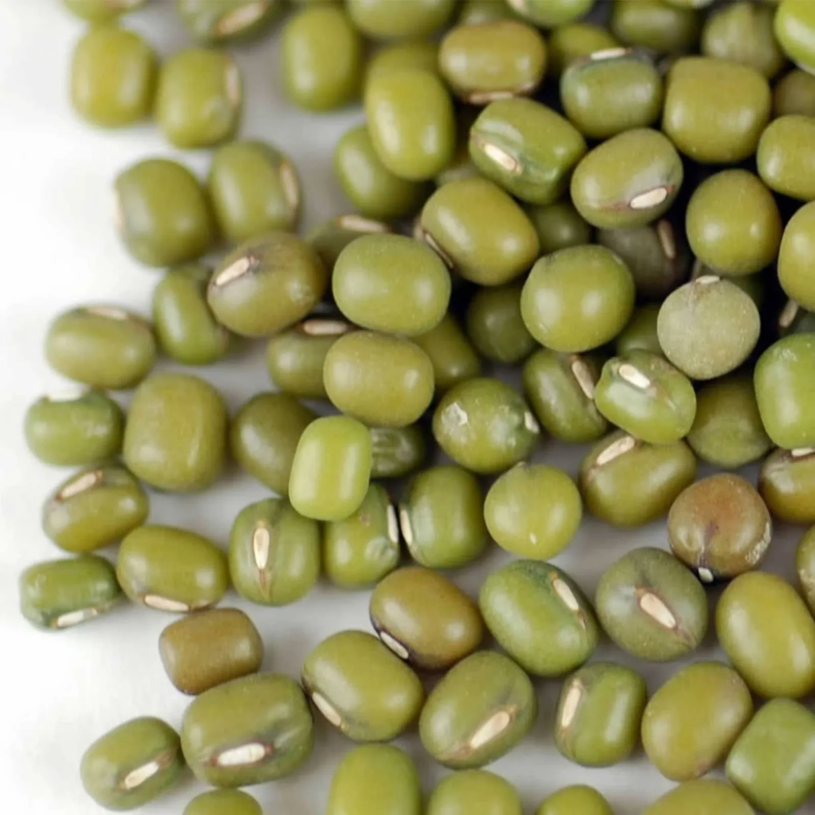 Handy Pantry Mung Bean Sprouting Seed